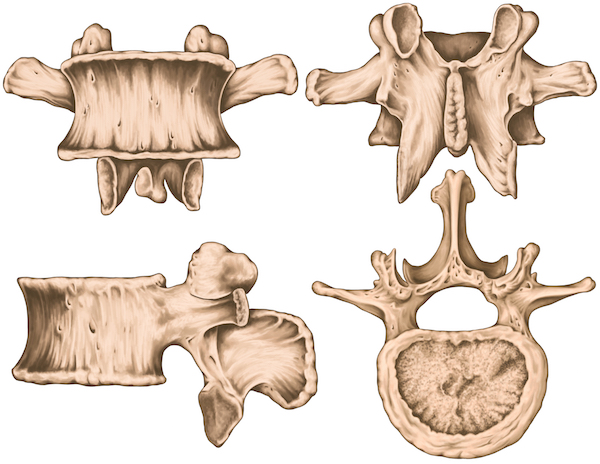Spine anatomy